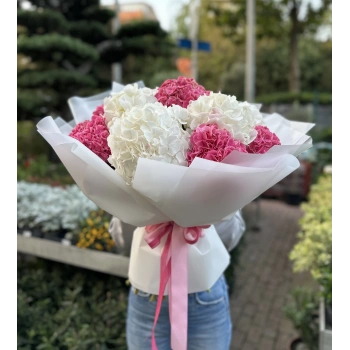 White Pink Hydrangea
