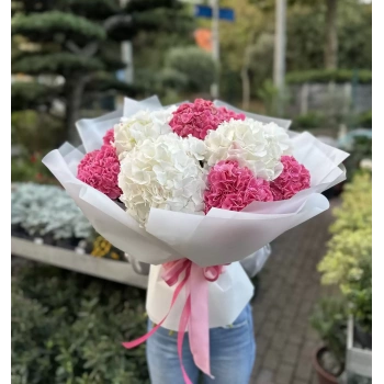 White Pink Hydrangea
