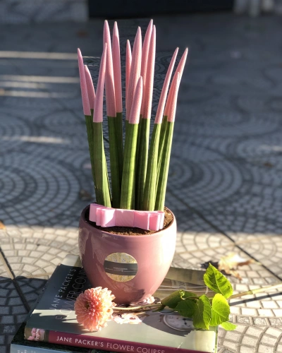 Pembe Sansevieria Bitkisi