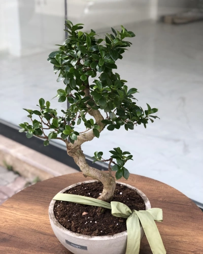 Bonsai