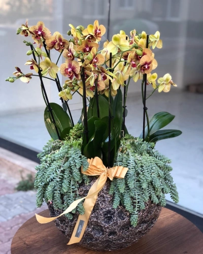 Sarı Benekli Vip Orkide