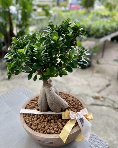 Beton Vazoda Bonsai Ağacı