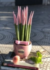 Pembe Sansevieria Bitkisi