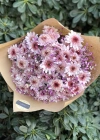 Pembe Krizantem Buketi