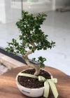 Bonsai