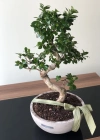 Bonsai