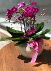 Fuşya Midi Orkide