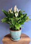 Spatifilyum Saksı Çiçeği