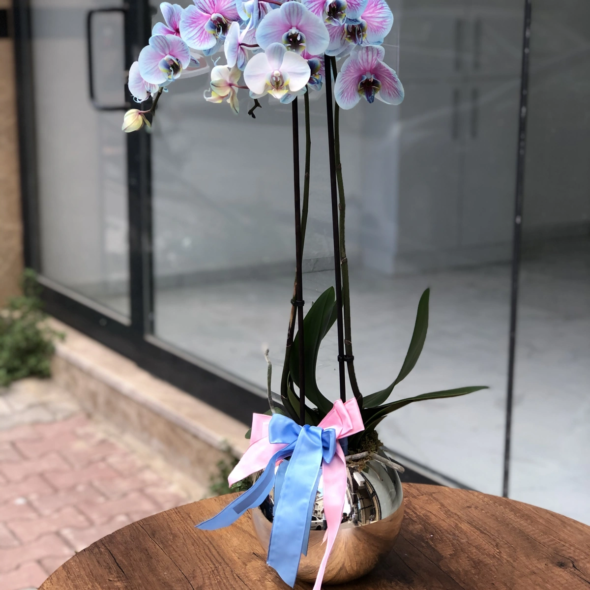 Blue Fuchsia Special Double-Stemmed Orchid