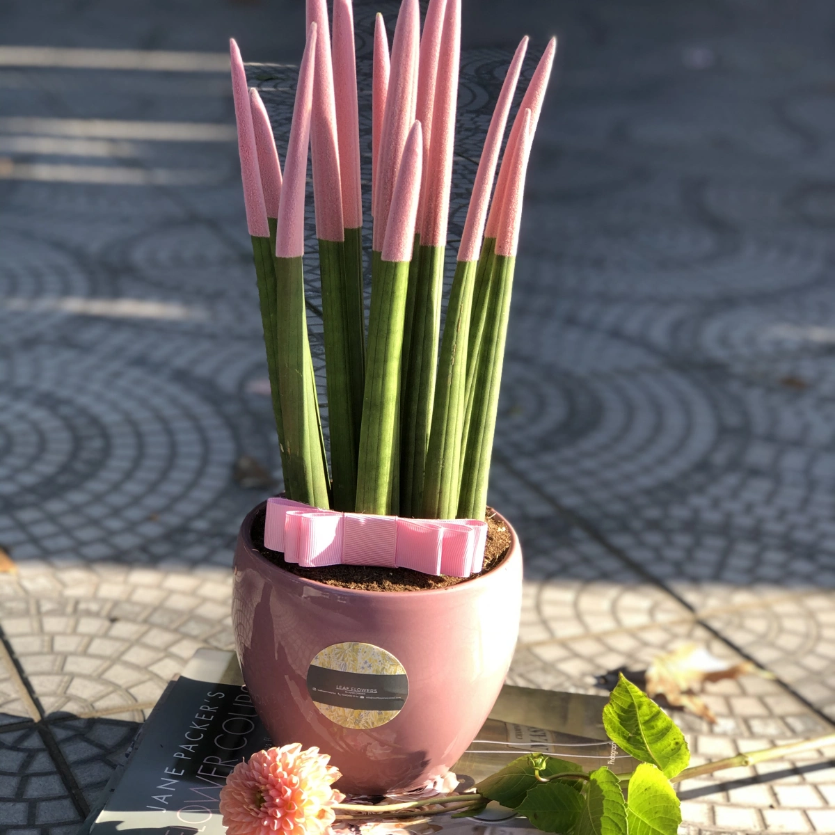 Pink Sansevieria Plant