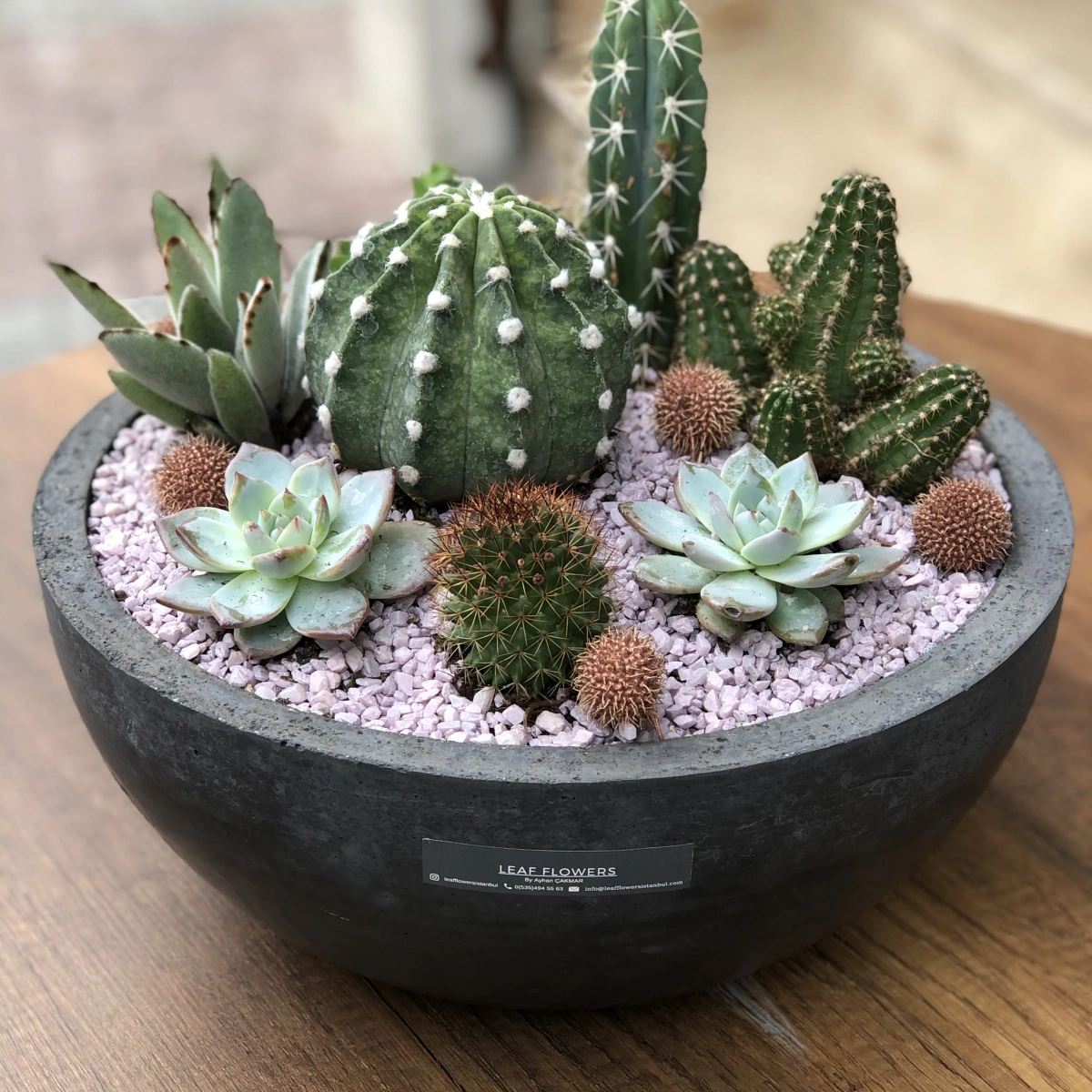 Cactus