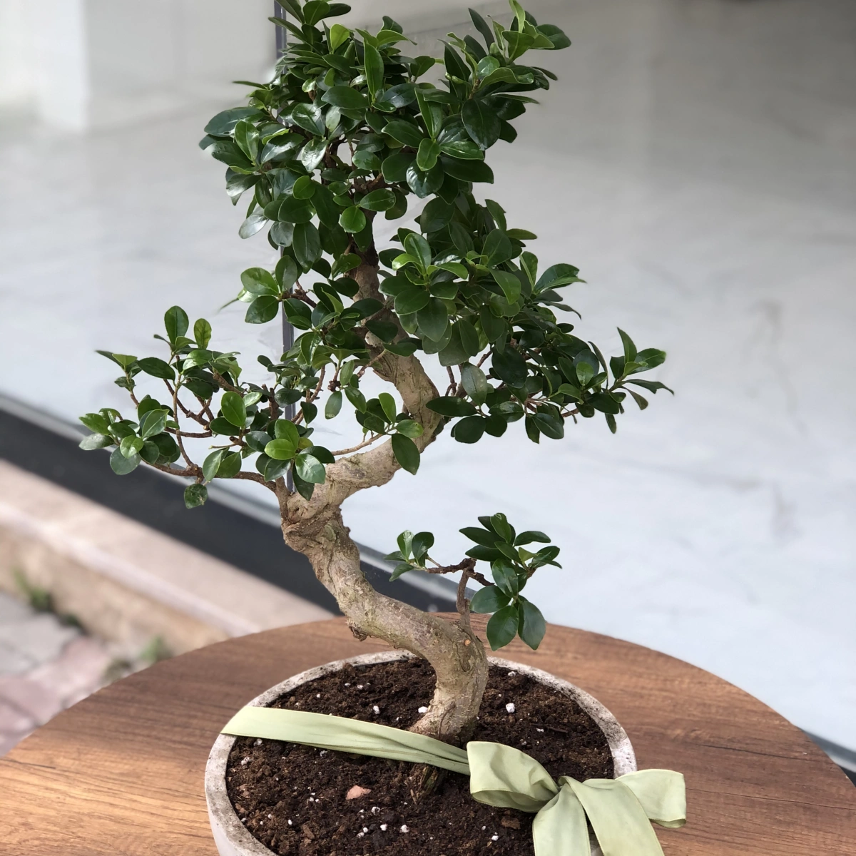 Bonsai