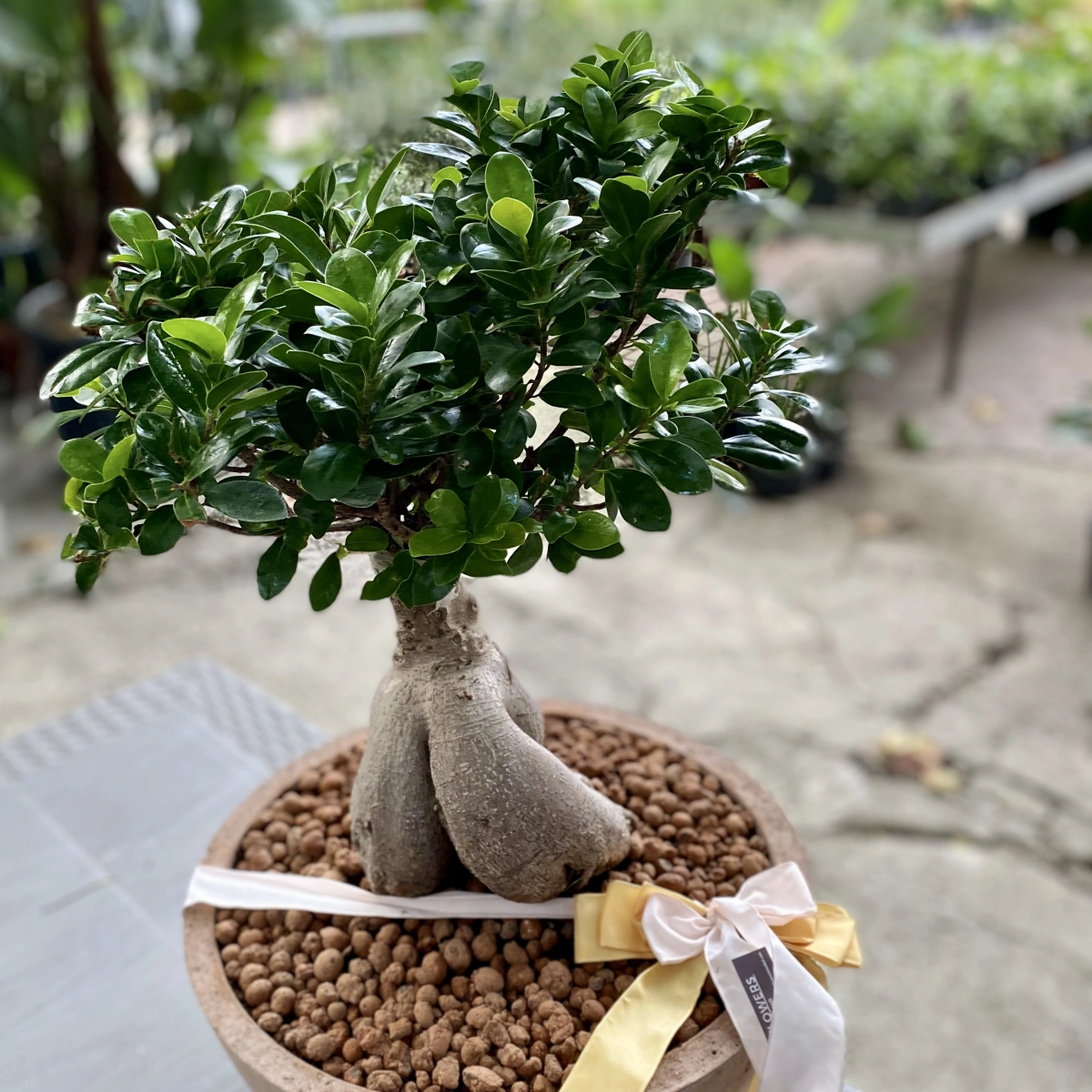 Bonsai Tree in Concrete Vase