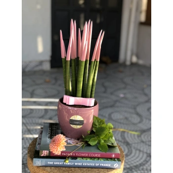 Pink Sansevieria Plant