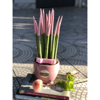 Pink Sansevieria Plant
