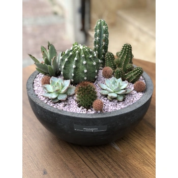 Cactus