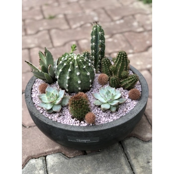 Cactus