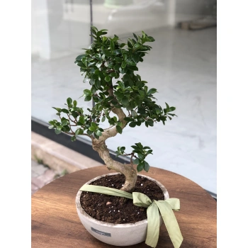 Bonsai