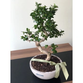 Bonsai