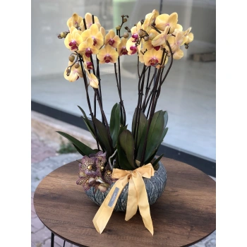 Yellow Orchid