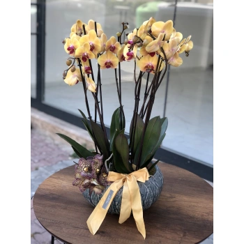 Yellow Orchid