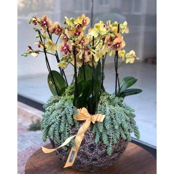 Yellow Speckled Vip Orchid