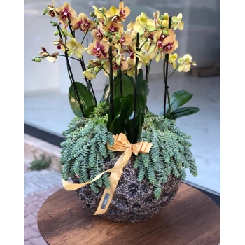 Yellow Speckled Vip Orchid