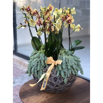 Yellow Speckled Vip Orchid