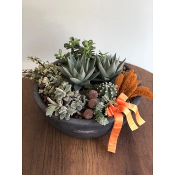 Succulent in a Black Concrete Vase