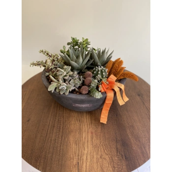 Succulent in a Black Concrete Vase