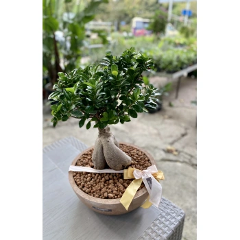 Bonsai Tree in Concrete Vase
