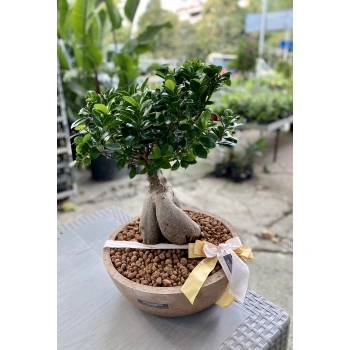 Bonsai Tree in Concrete Vase