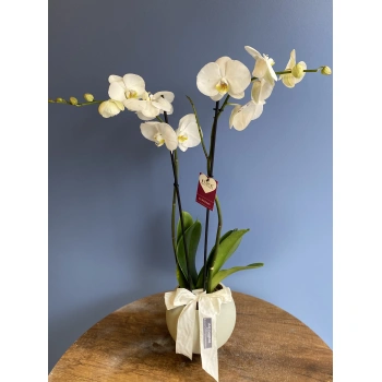 White Orchid in White Aquarium