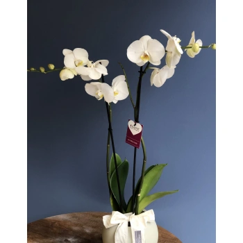 White Orchid in White Aquarium