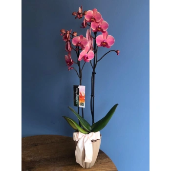Orchid Special Color
