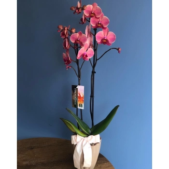 Orchid Special Color