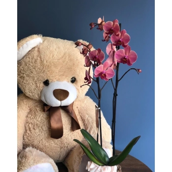 Orchid Special Color