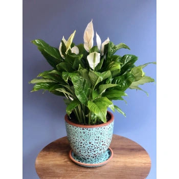 Spatifilyum Potted Plant