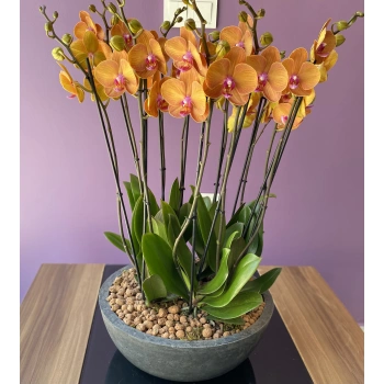 Special Orange Orchid