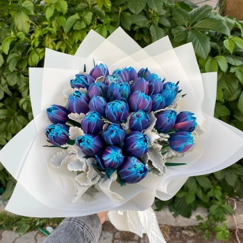 Blue Purple Special Tulip