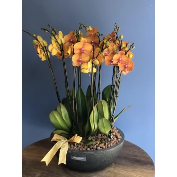Special Orange Orchid