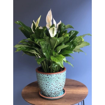 Spatifilyum Potted Plant
