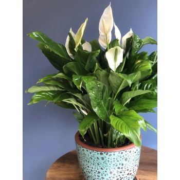 Spatifilyum Potted Plant