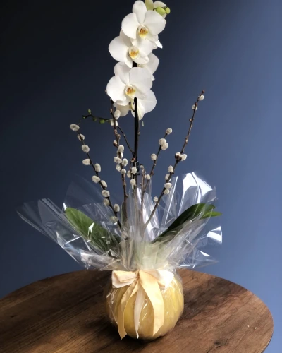 Sarı Fanusta Orkide