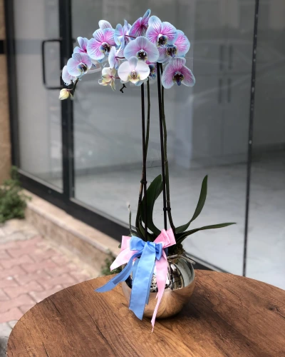 Mavi Fuşya Özel Çift Dallı Orkide