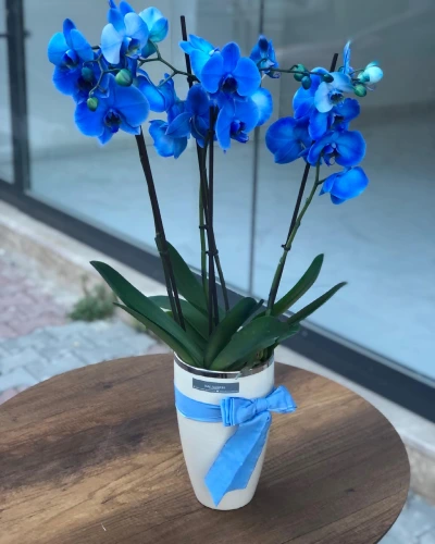 Mavi Orkide