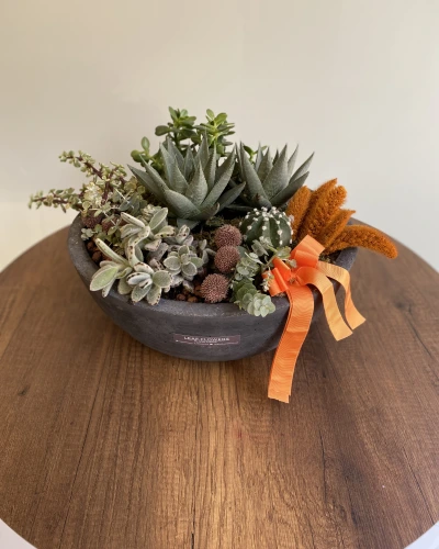  Siyah Beton Vazoda Sukulent