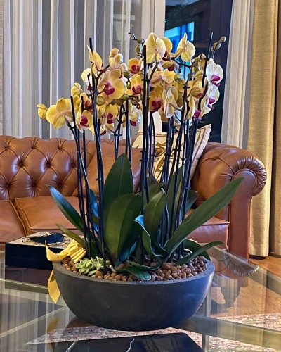 Sarı Özel Orkide