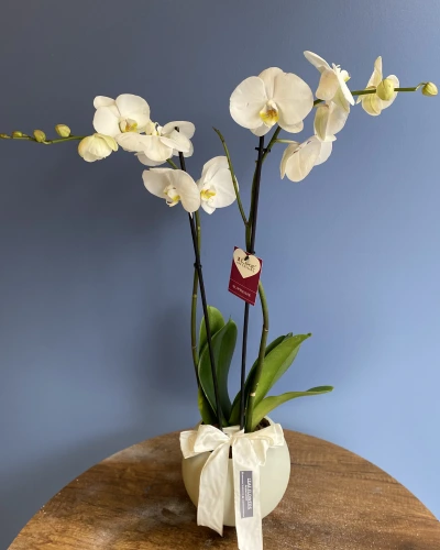 Beyaz Fanusta Beyaz Orkide