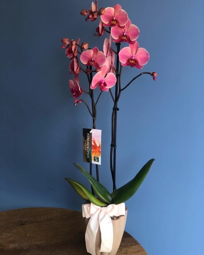 Orkide Özel Renk